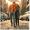 Small cover image for Dylan Bob - Freewheelin